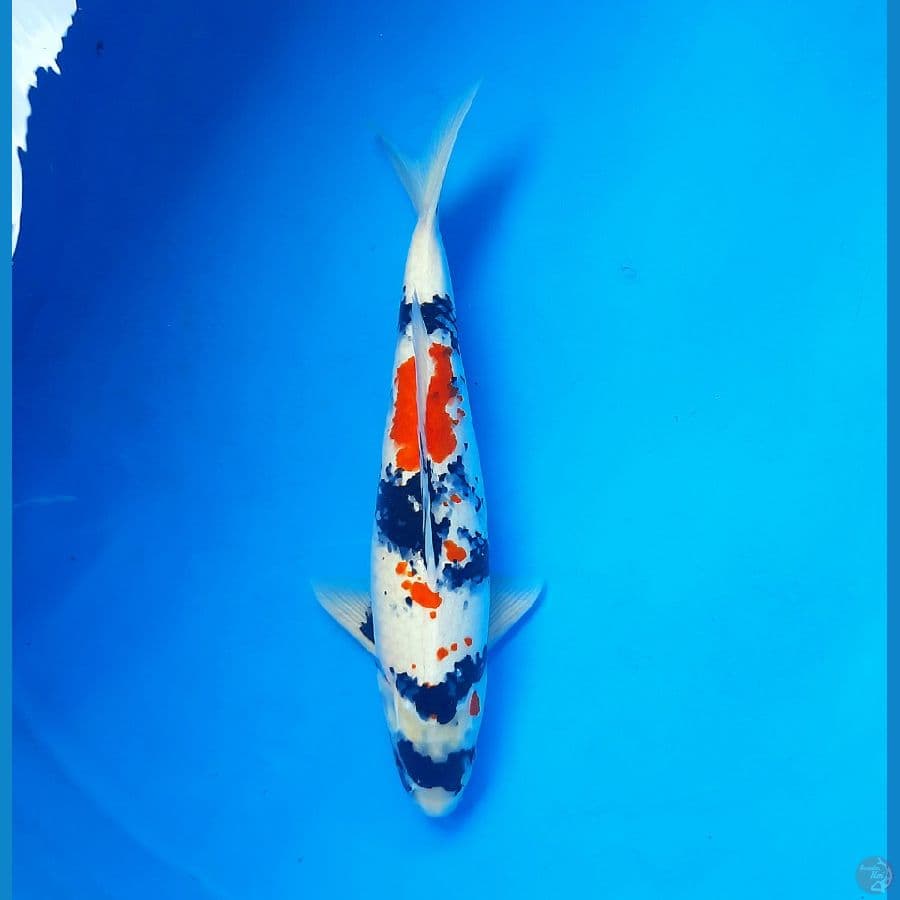 Kindai showa 47cm Male