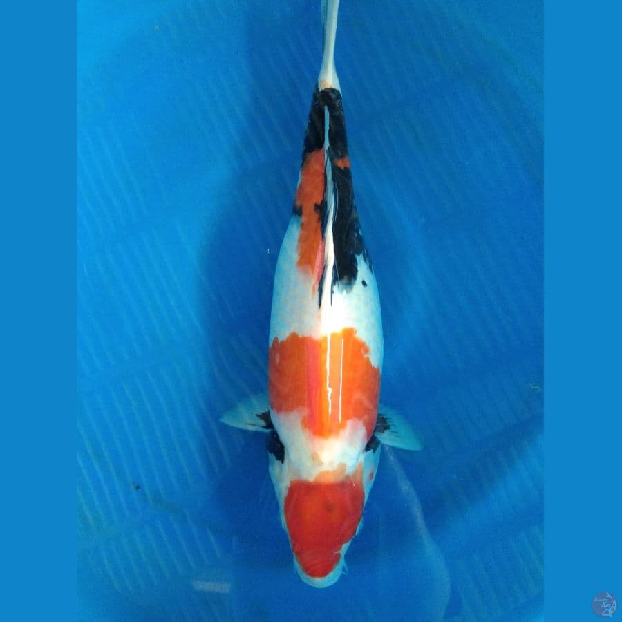 sowa 40cm