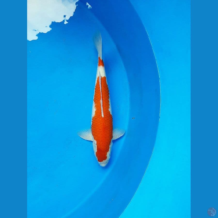 F1 line matsue kohaku 51cm Male