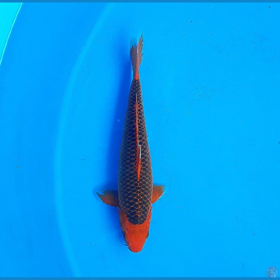 SQ aka matsuba 35cm Female