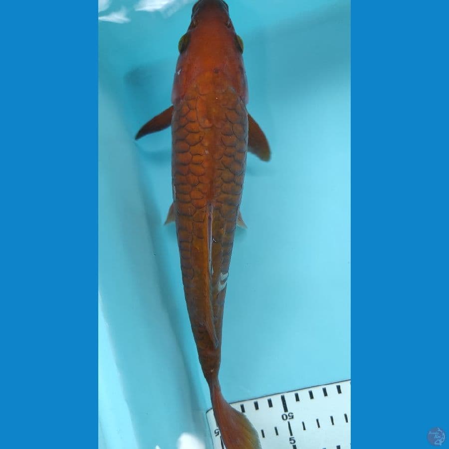 29cm penjinak