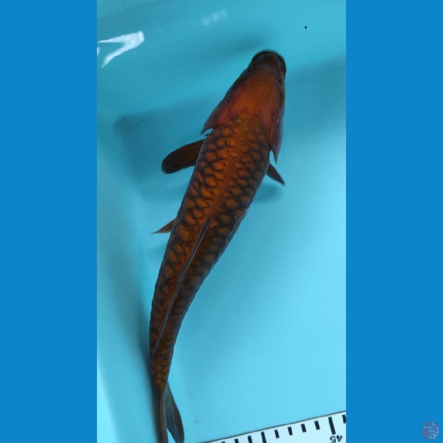 27cm naga