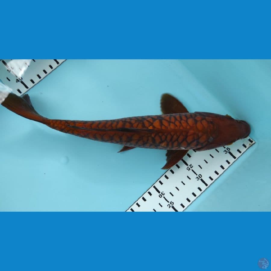 30cm naga