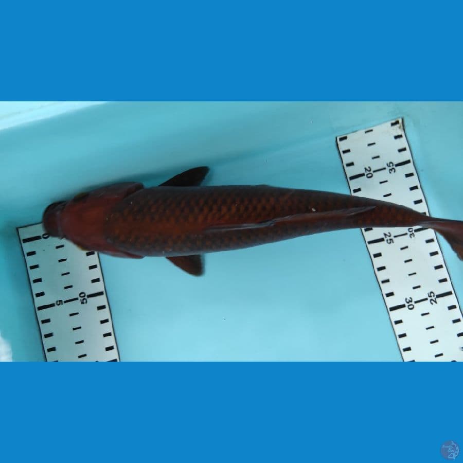 30cm cagoi