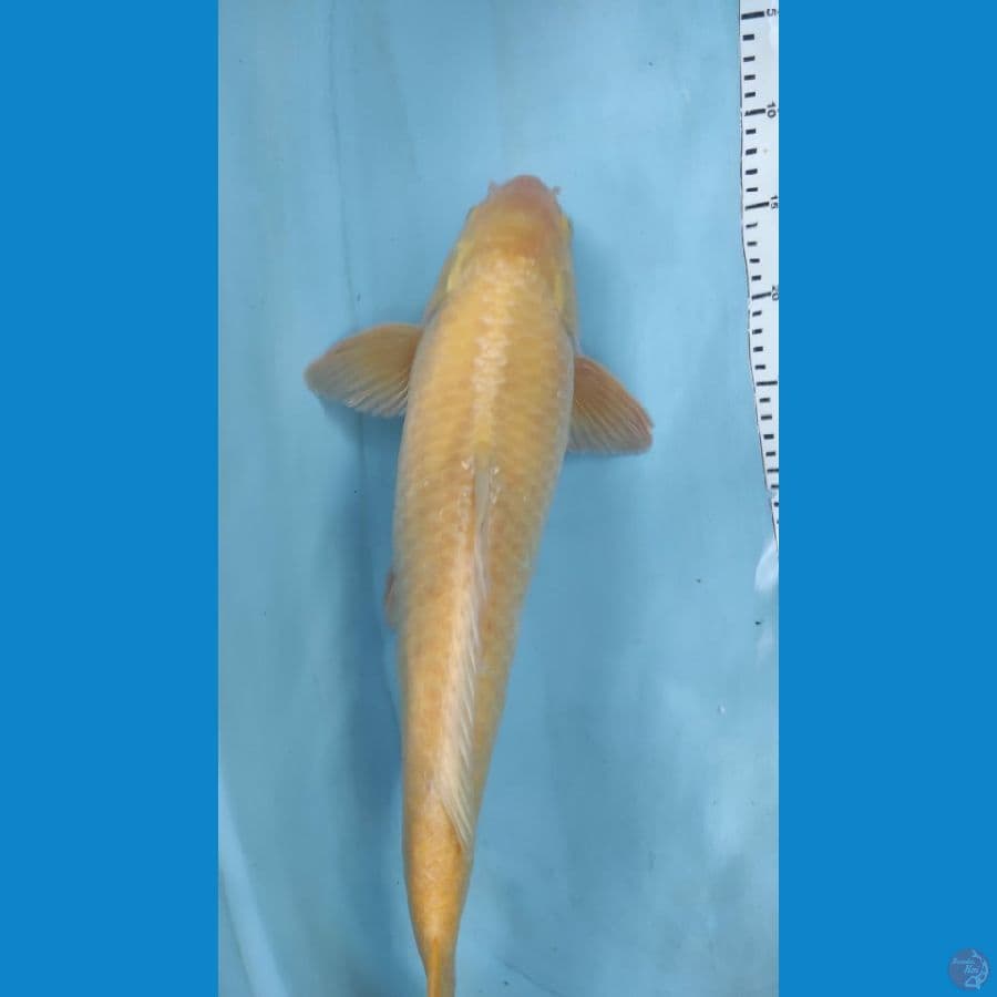 karasi 52cm jntan