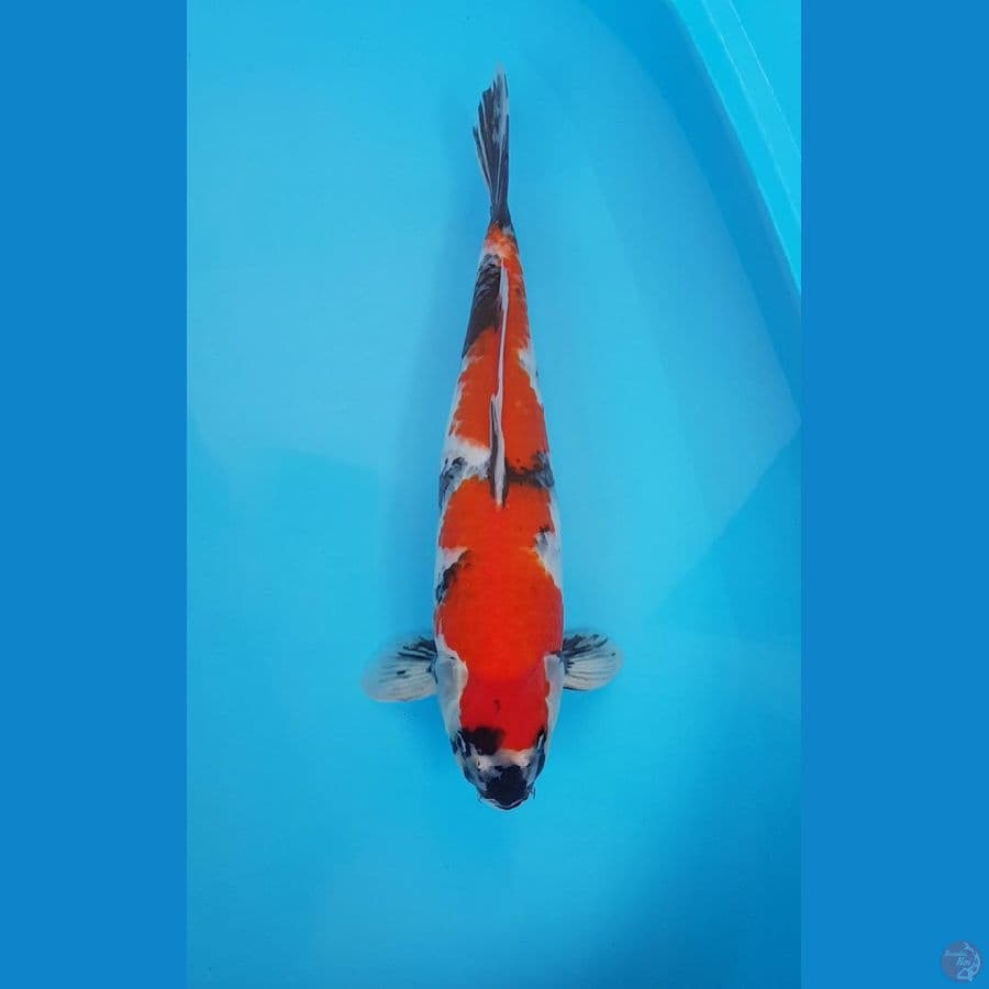SHOWA NAZUMA 48 cm