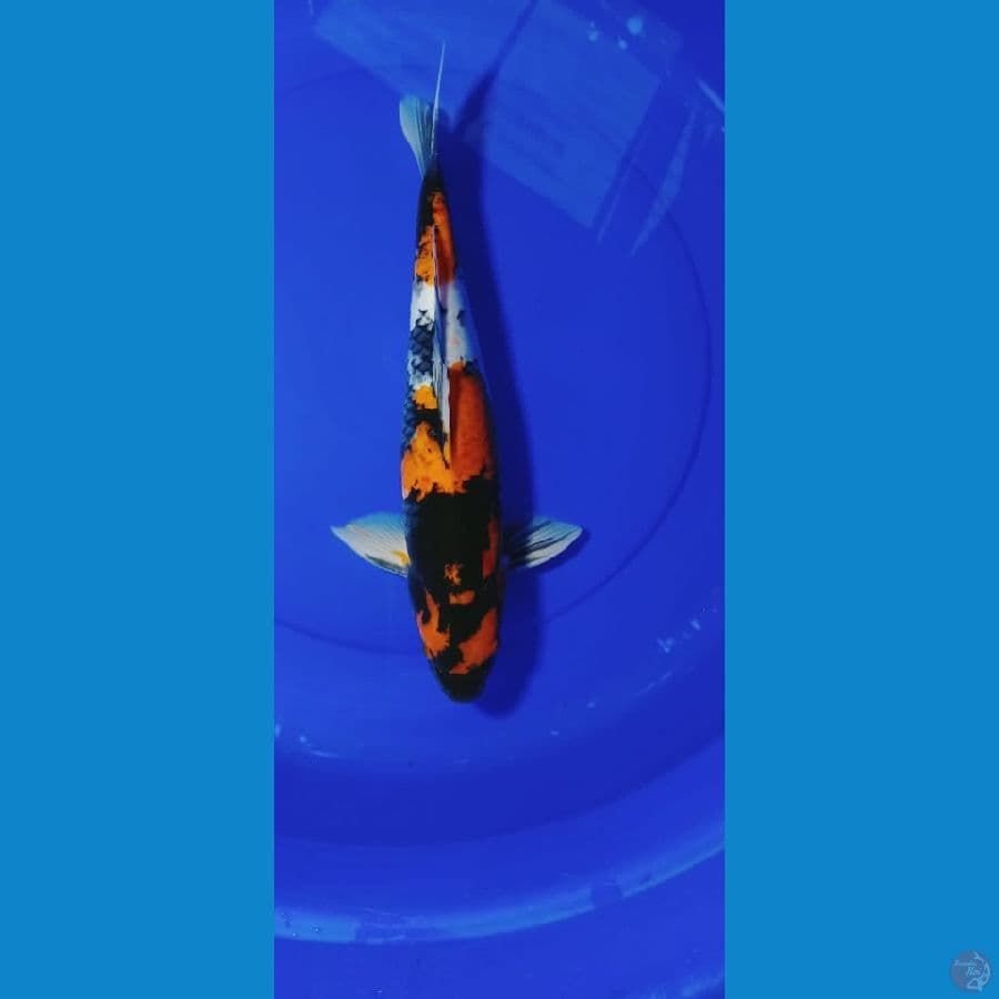 40 CM JANTAN