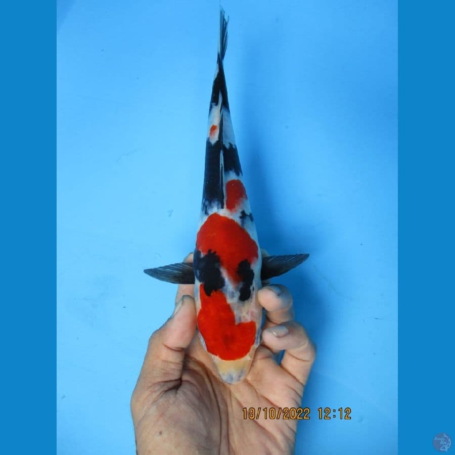 MKC KOI GRUB