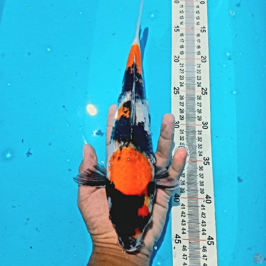 SHOWA//FM/ 33 CM