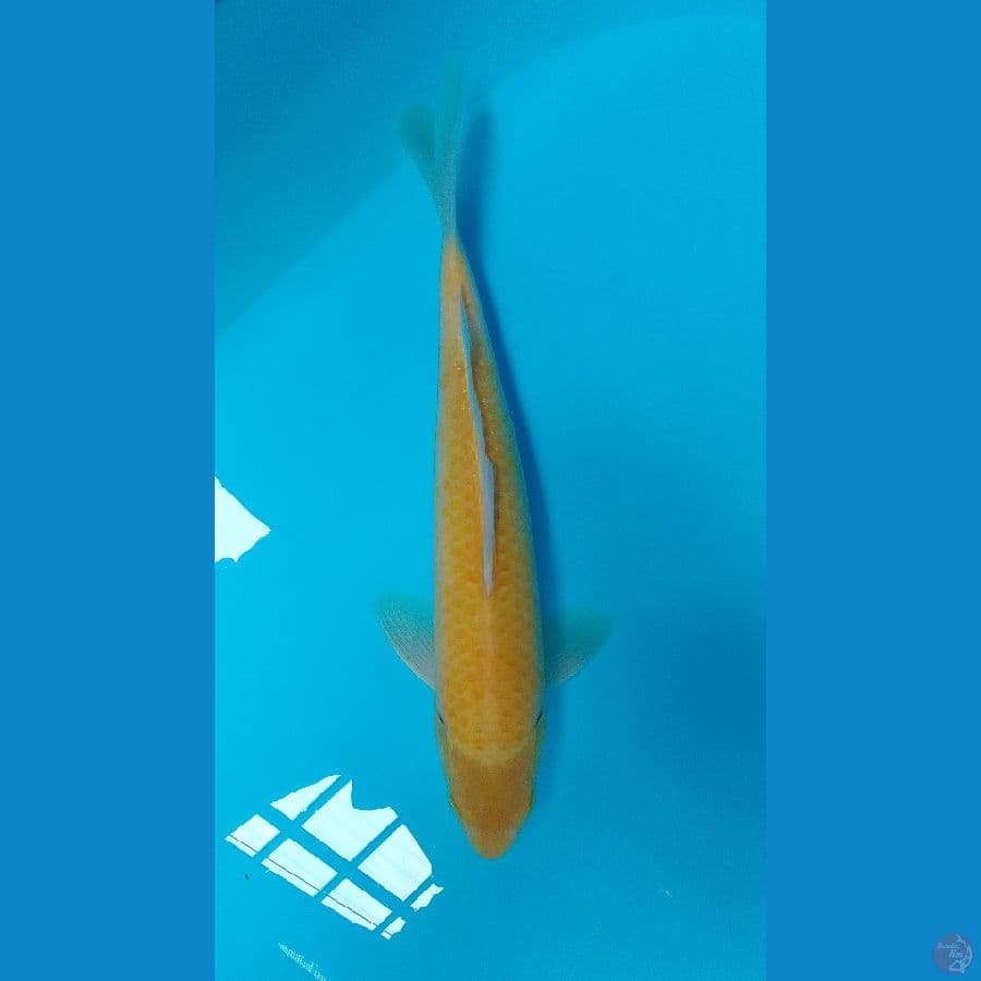 Karashi Corn Male 35cm™