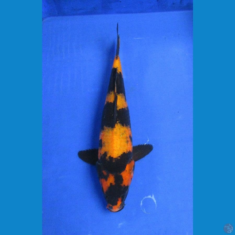 utsuri ±34cm