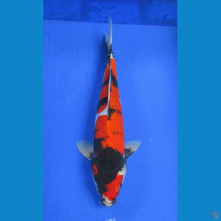 doitsu showa ±35cm