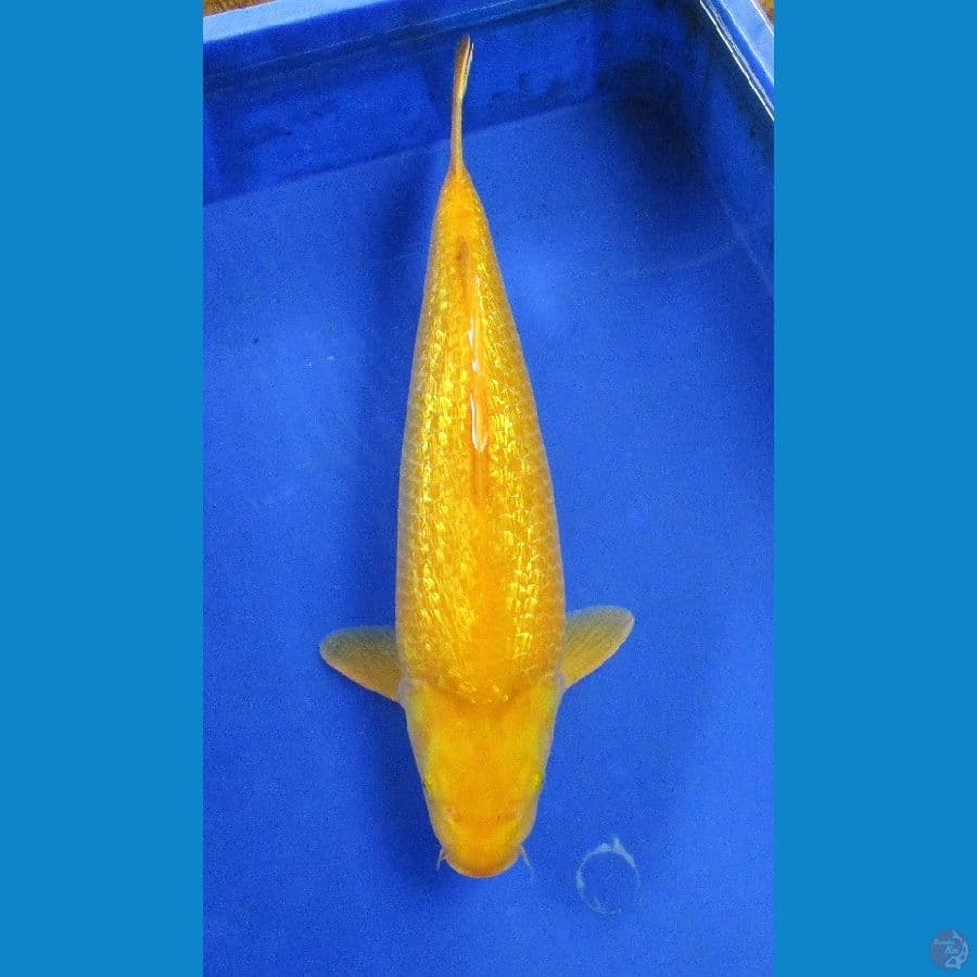karashi ginrin ±40cm calon jumbo
