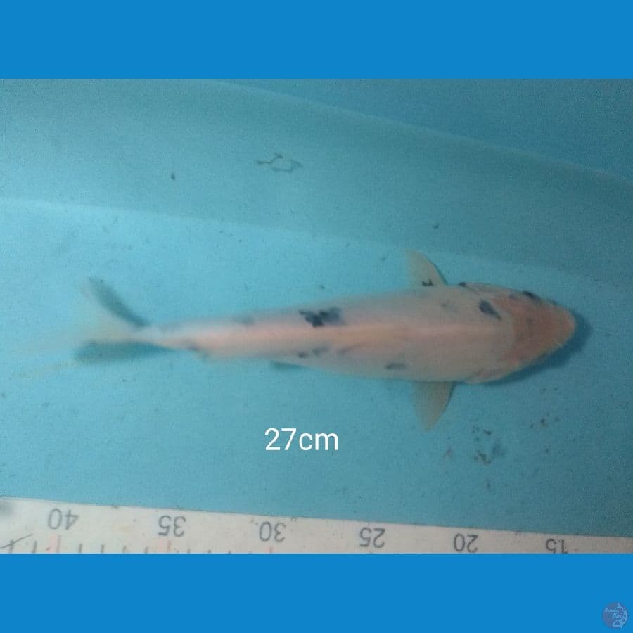 tantegoi siro 27cm