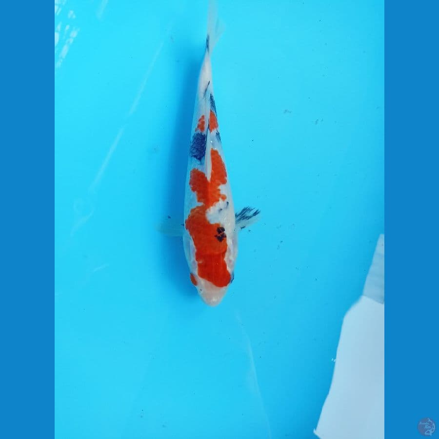 Showa 22cm