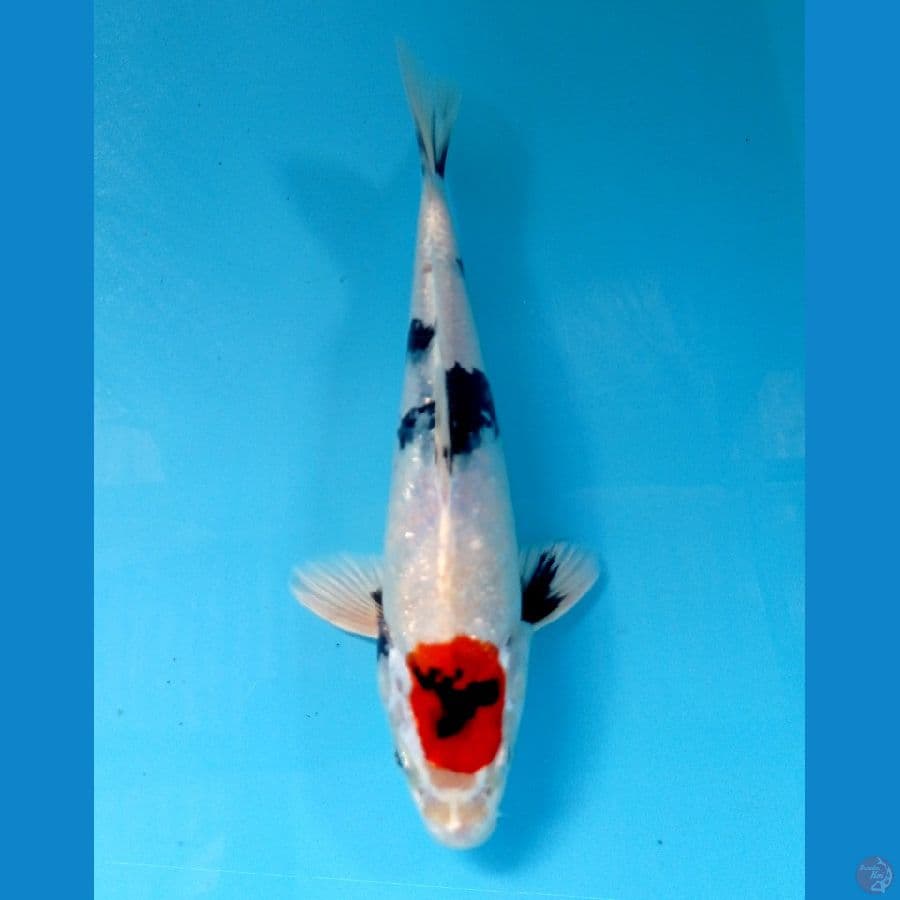 tancho showa hikari22cm