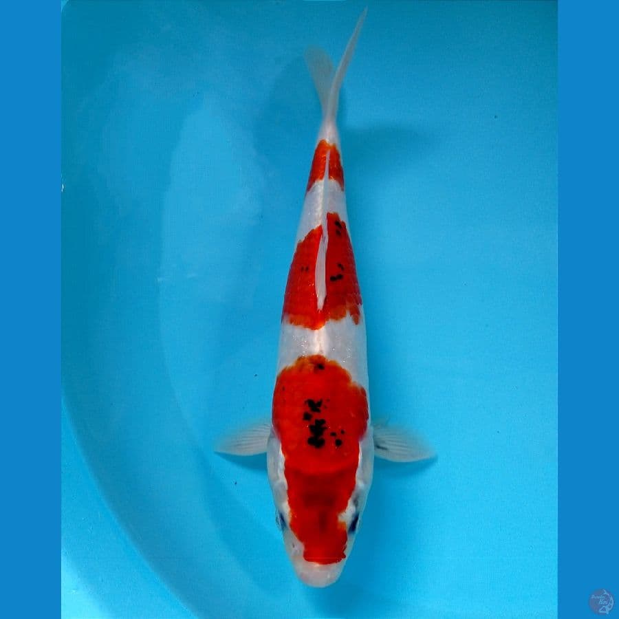 showa tategoi 29 cm