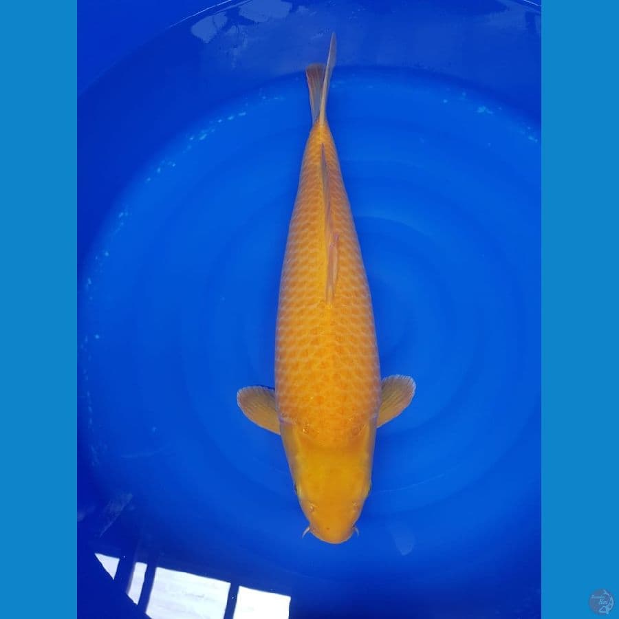 Karasi jagung cronw jumbo 56cm mata merah