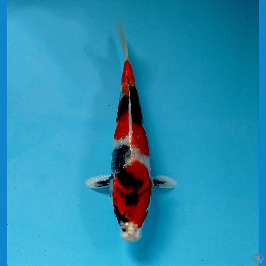 showa hikari 20 cm