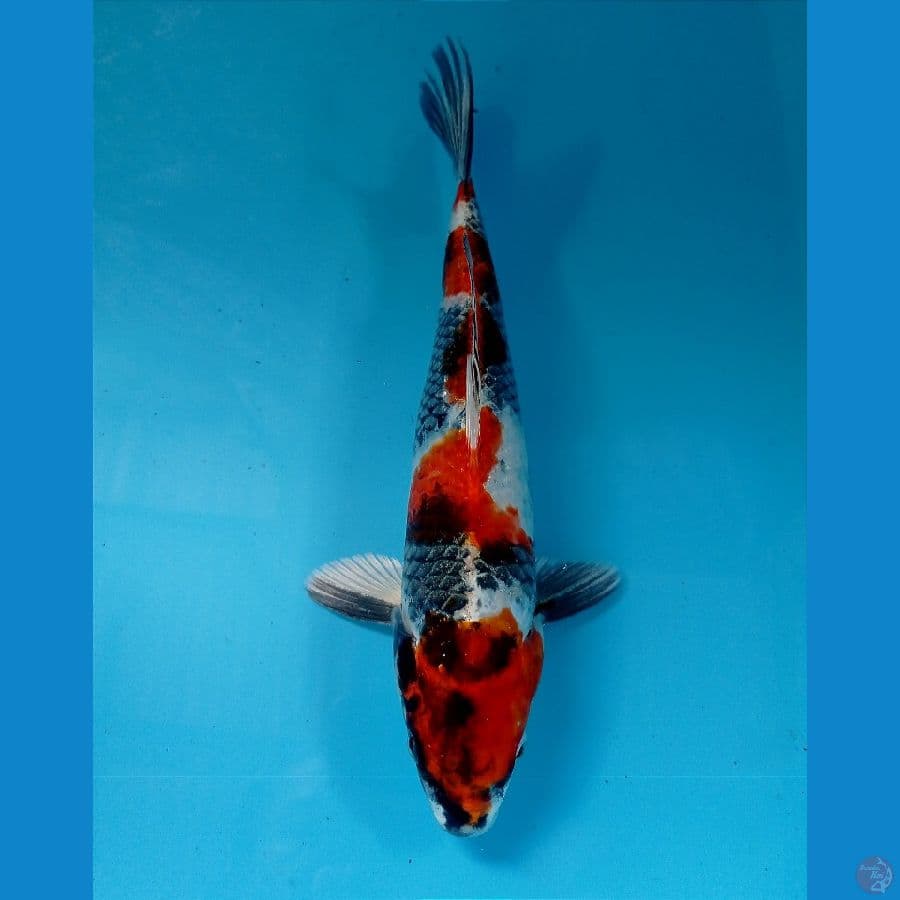showa hikari 28 cm