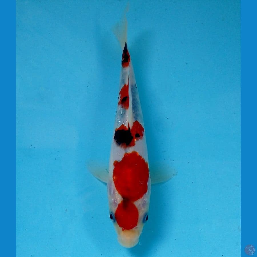 showa 17 cm