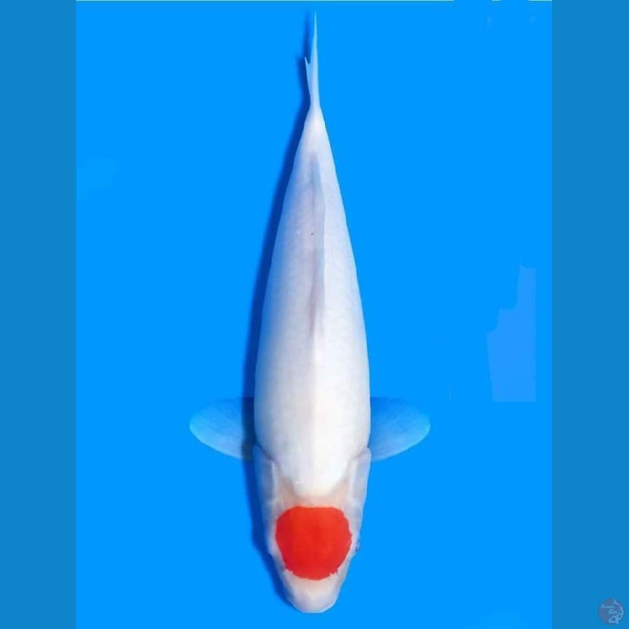 tancho kohaku