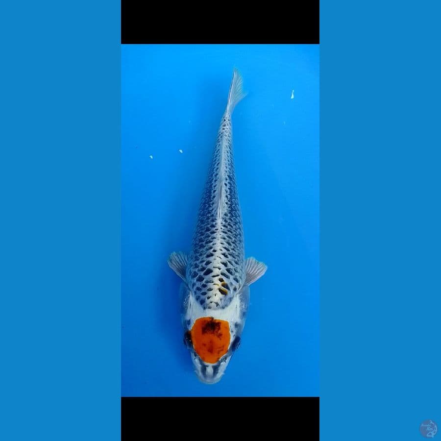 Tancho kujaku sz 33 cm