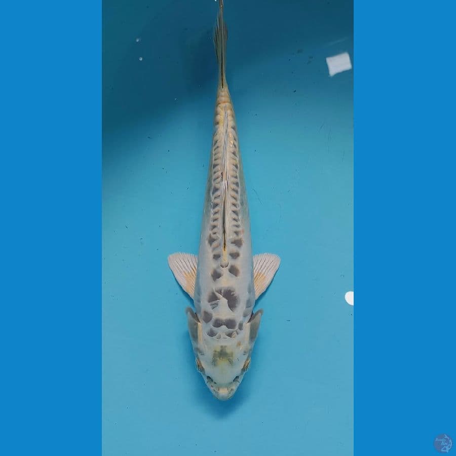 32cm aragoke