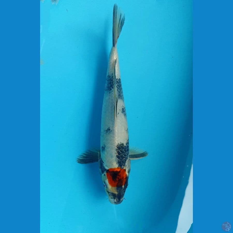 Tancho 30cm