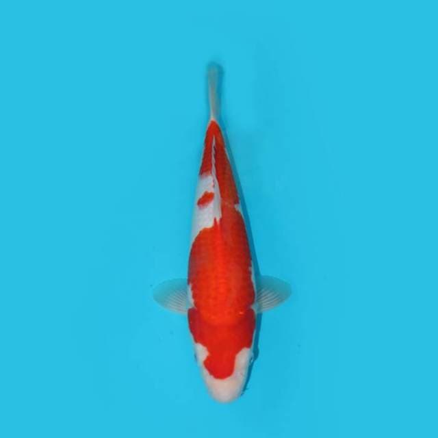 KOHAKU 38 CM