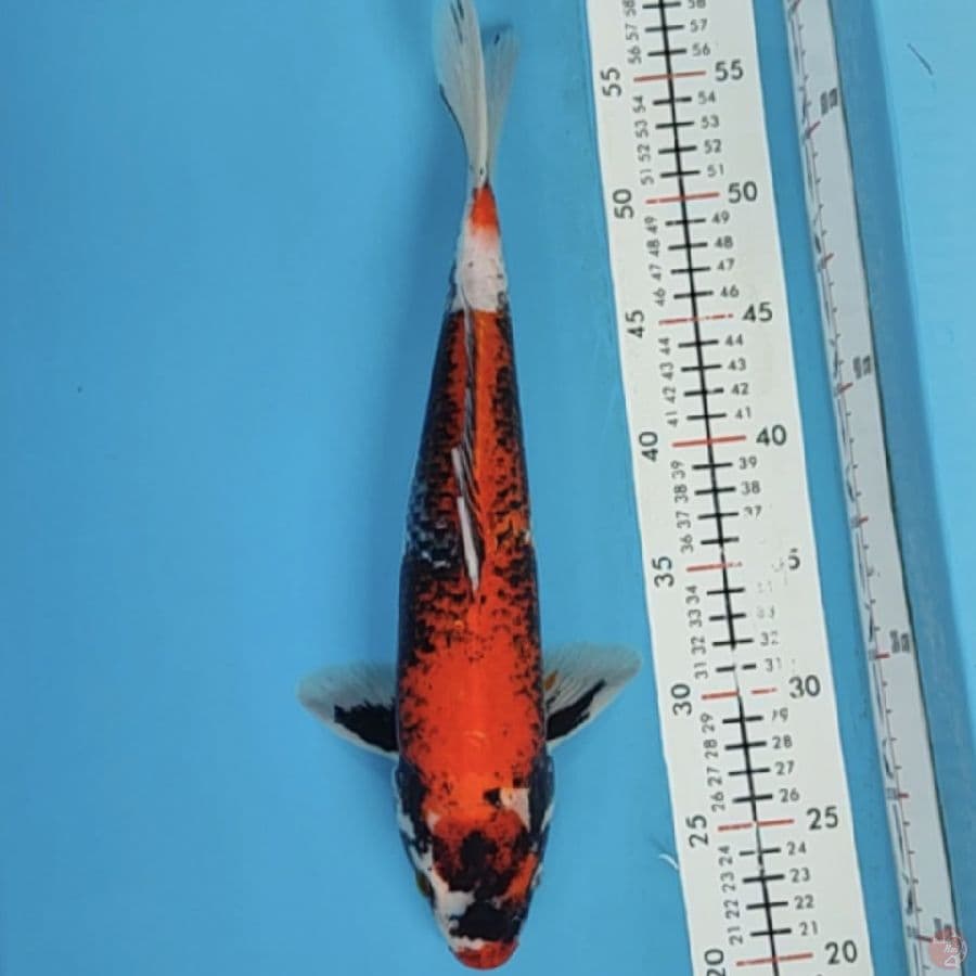 benimatsukawabake 35cm/m