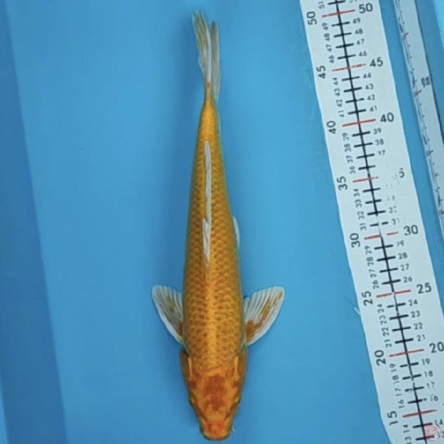 yamabuki 34cm