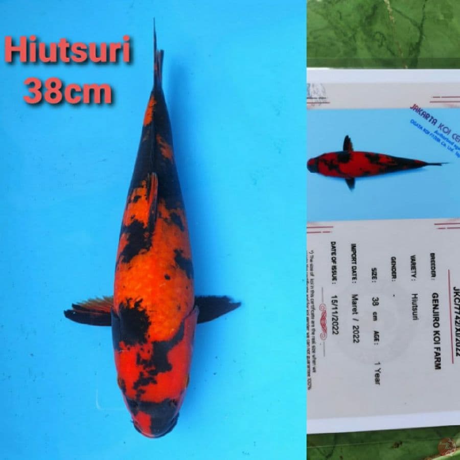 GENJIRO HIUTSURI 38CM SERTI