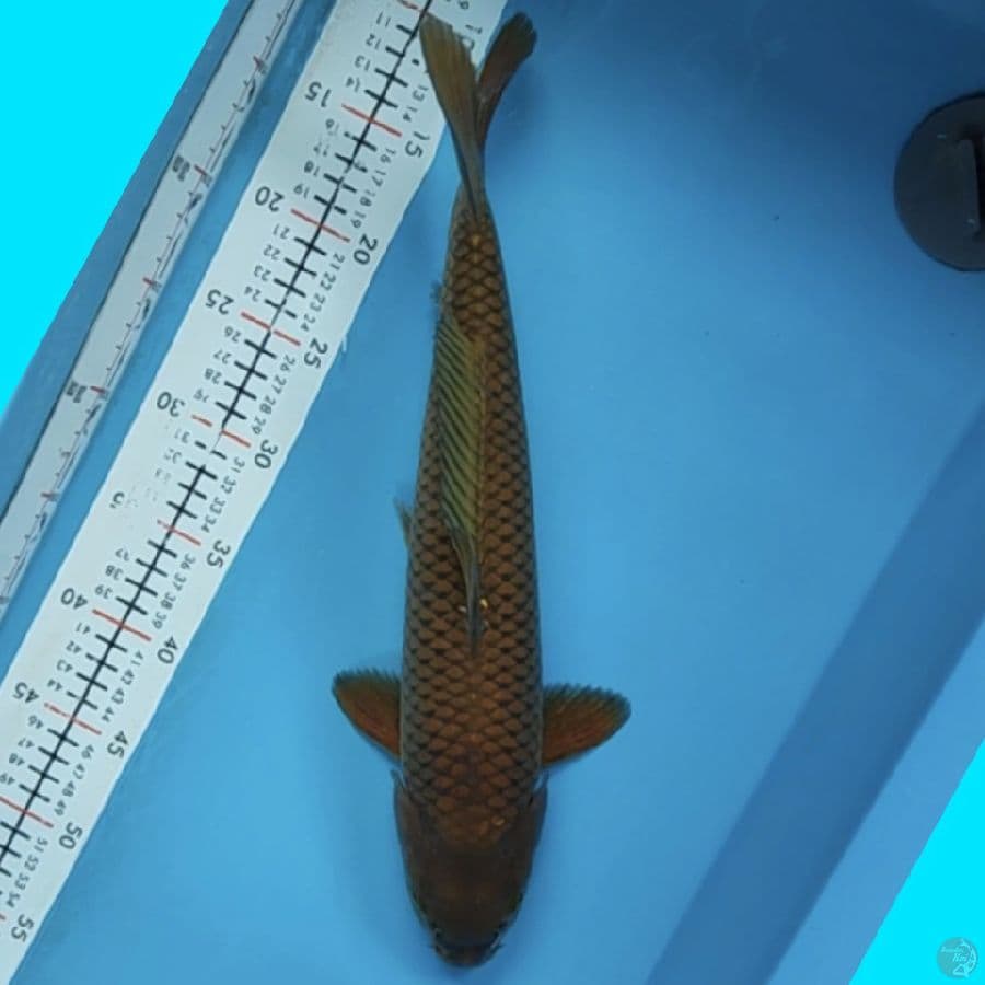 cagoi 40cm/m