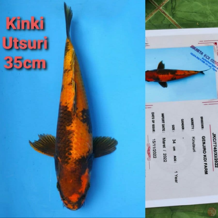 GENJIRO KINKI UTSURI 36CM SERTI