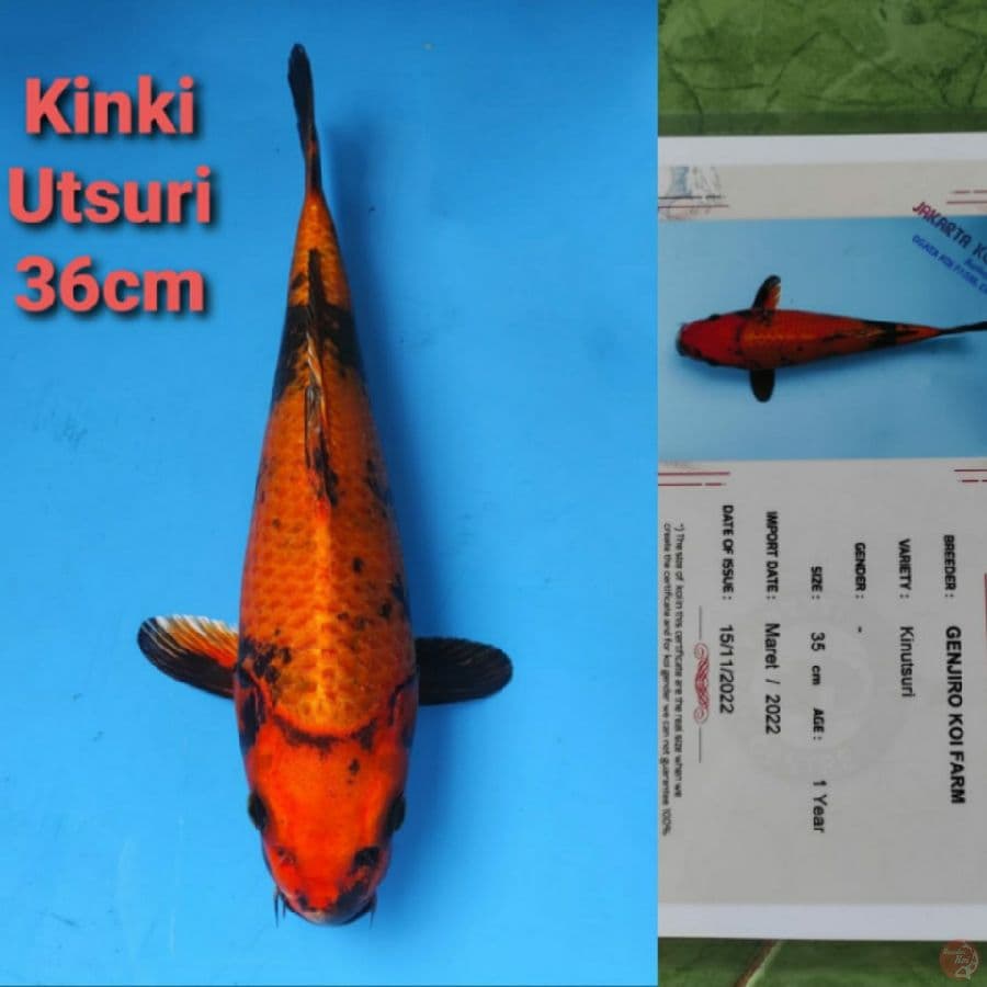 GENJIRO KINKI UTSURI 36CM SERTI