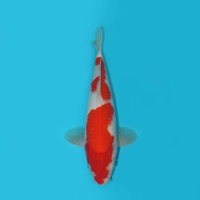KOHAKU 30 CM