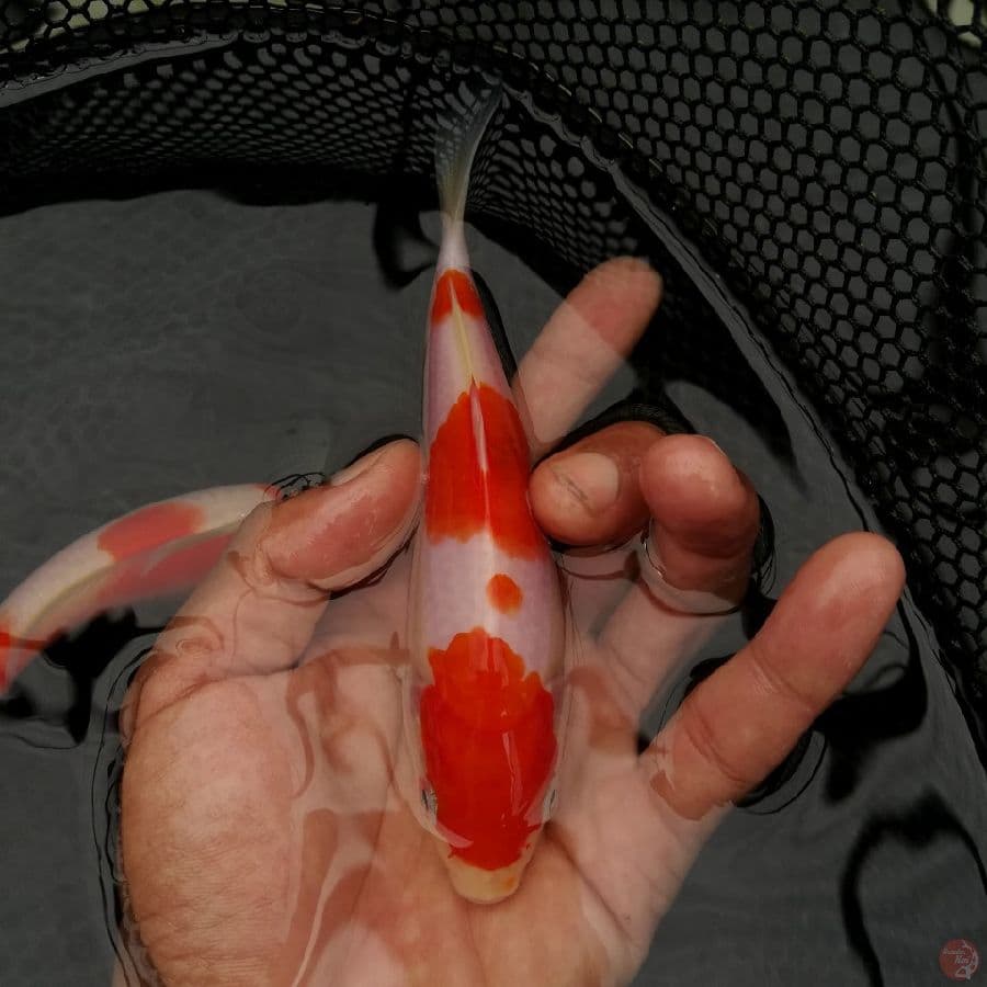 kohaku