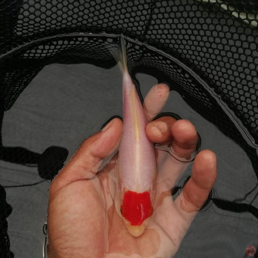 original kohaku