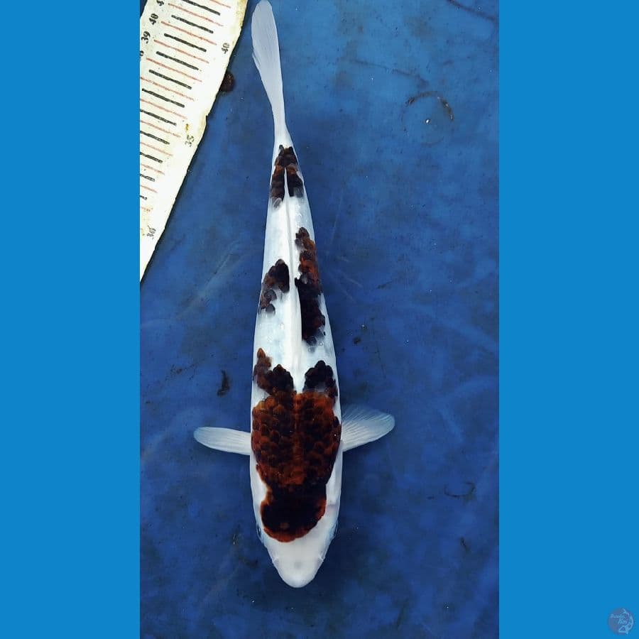 koromo 26cm