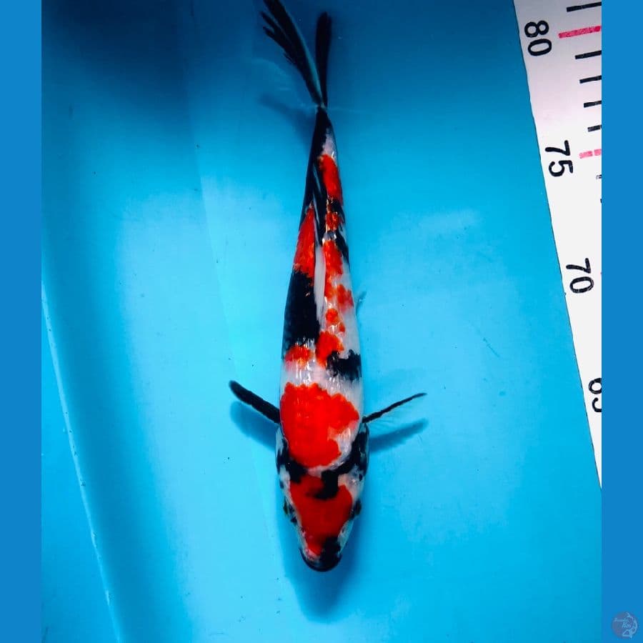 Showa Ginrin SQ 20cm