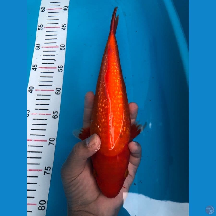 BENIGOI GINRIN 28cm