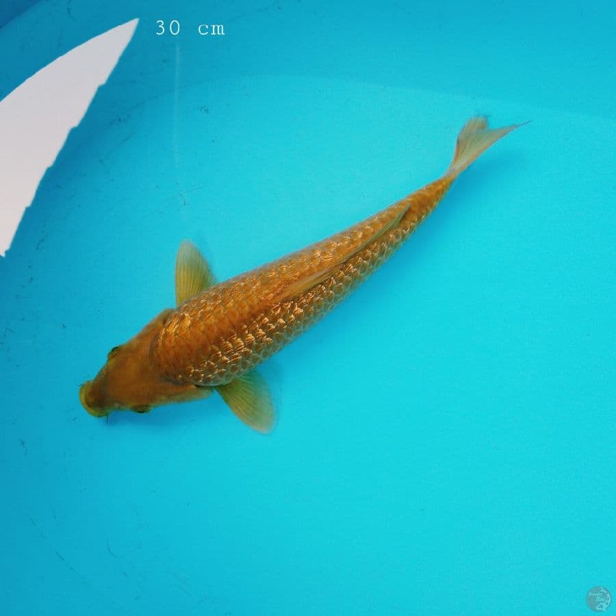 Cramel 30 cm