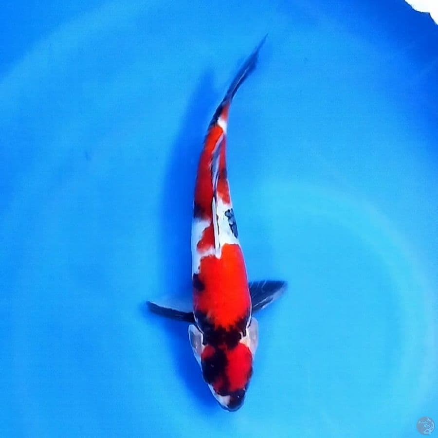 Maruten Showa Sanshoku 28CM Male
