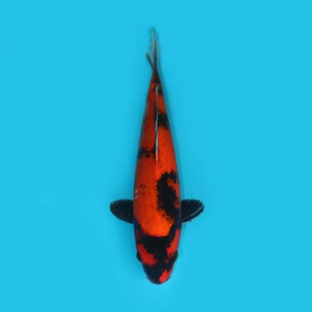 HI UTSURI 35 CM