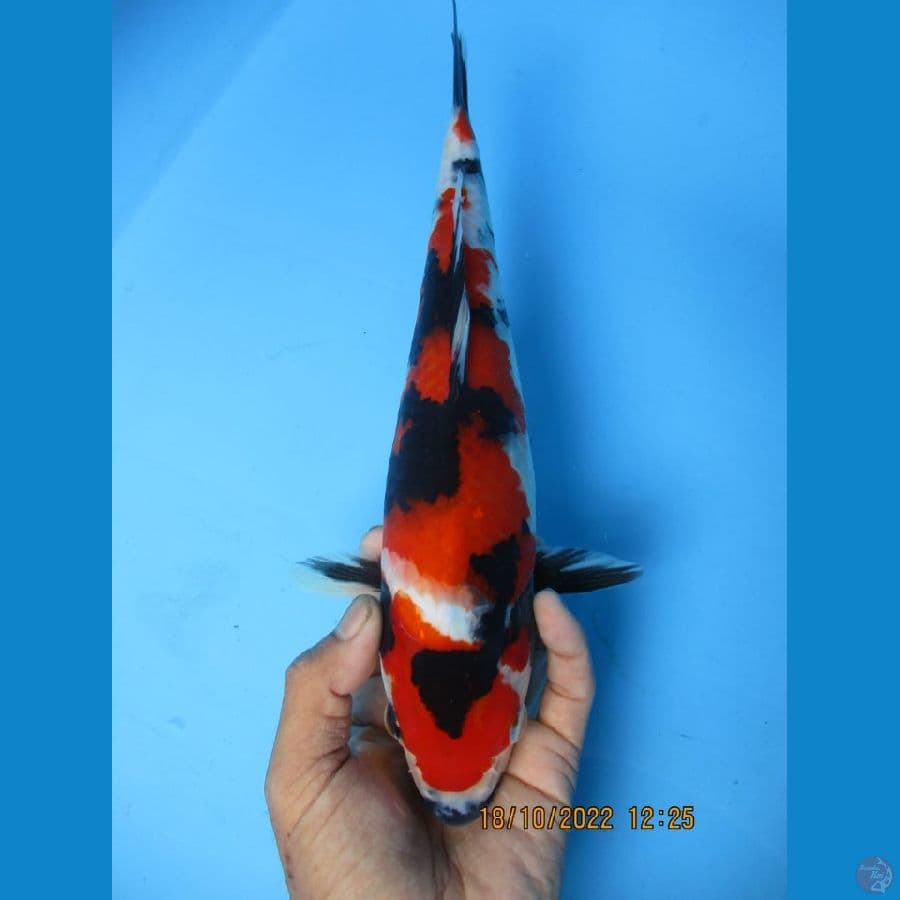 MKC KOI GRUB