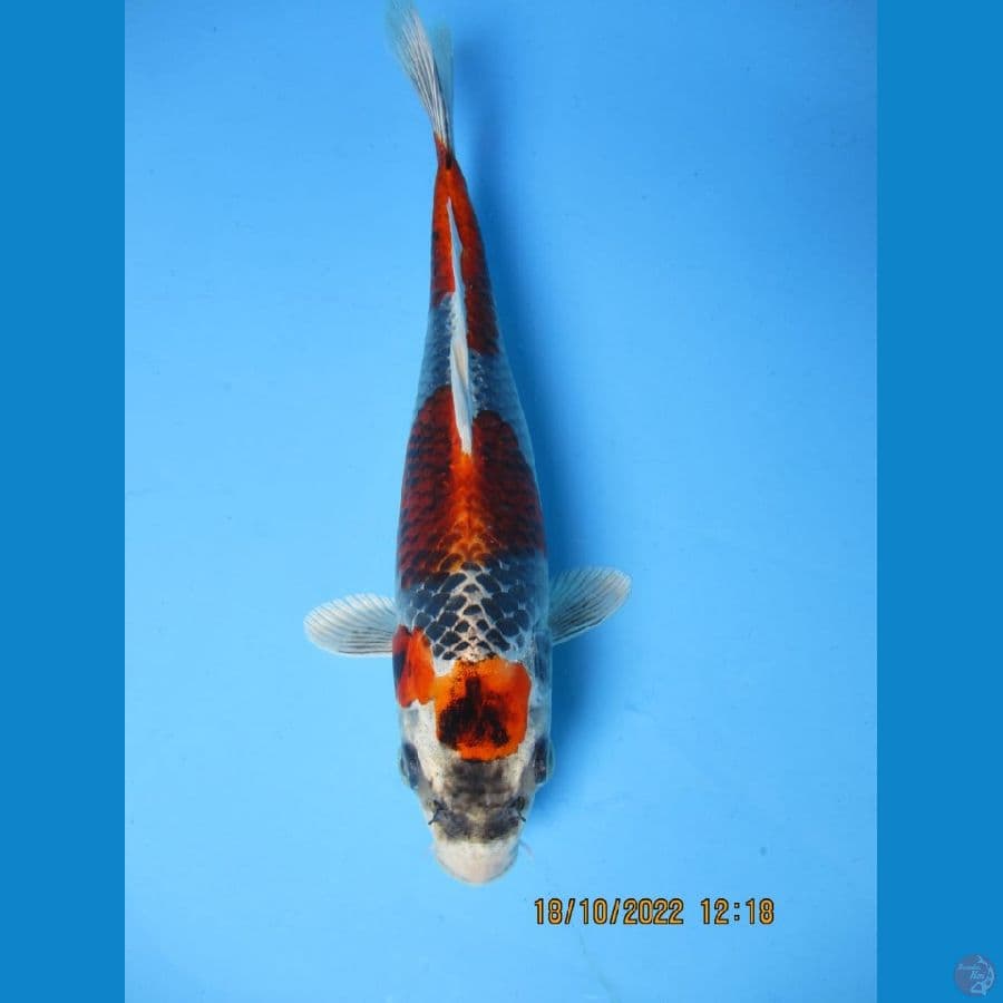MKC KOI GRUB