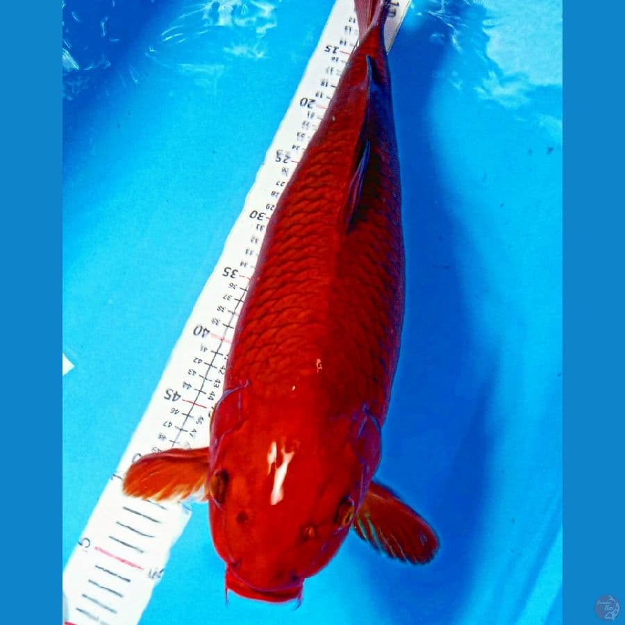 Chagoi Merah bata 52CM Female