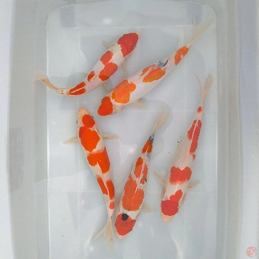 MIX