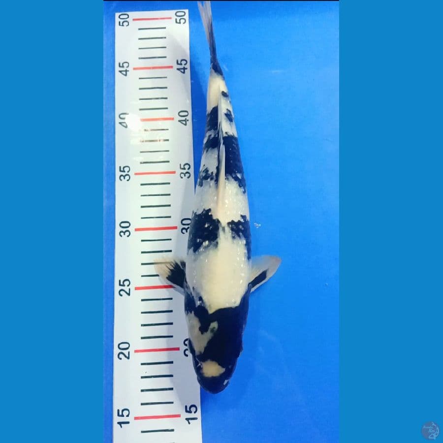 SQ shiro 33cm Jantan
